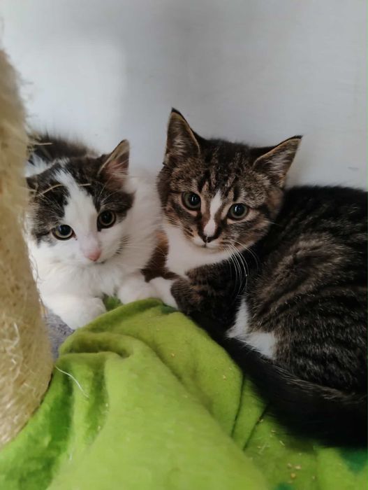 Kocieta oddam do adopcji