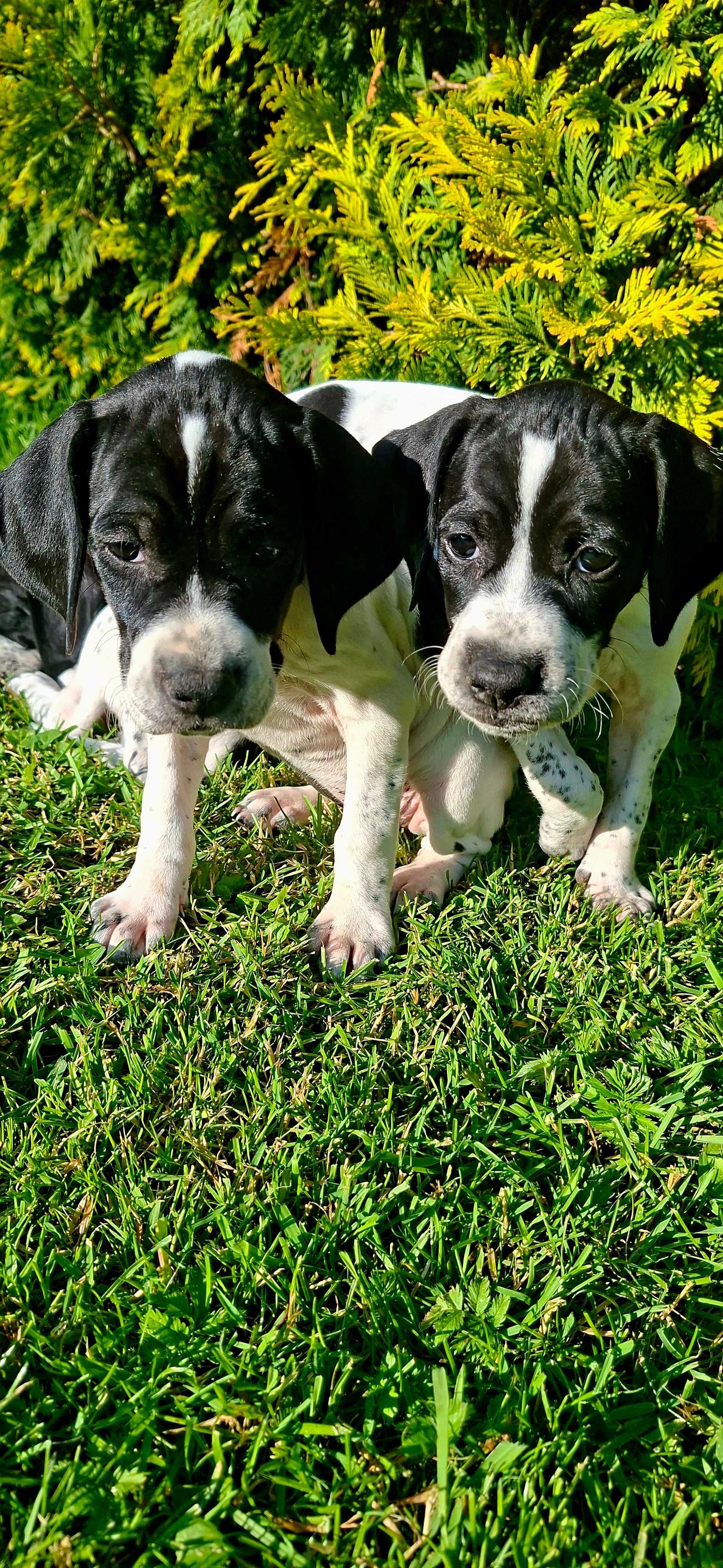 Bluey- suczka rasy pointer, wyżeł angielski