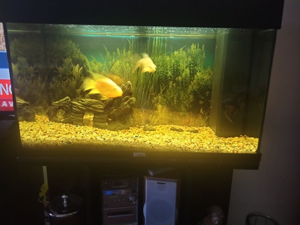 Aquário Juwel completo