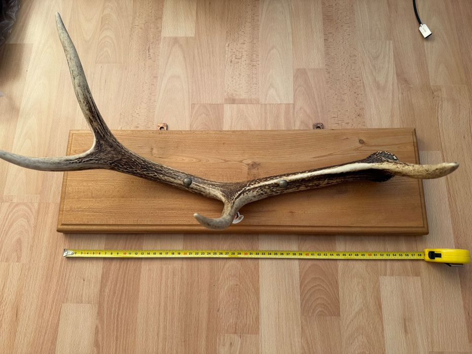 Róg jelenia na desce