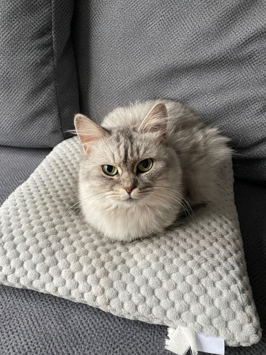 Віддам кішку безкоштовно у хороші руки