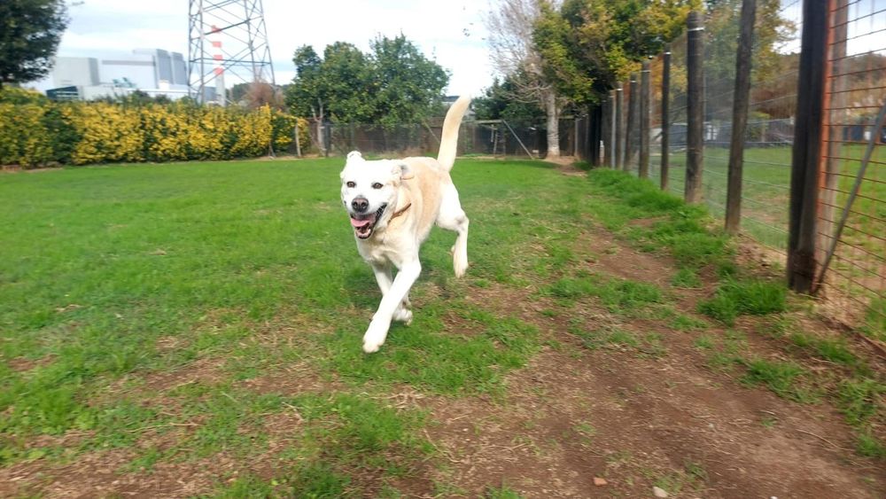 O melhor cão do mundo