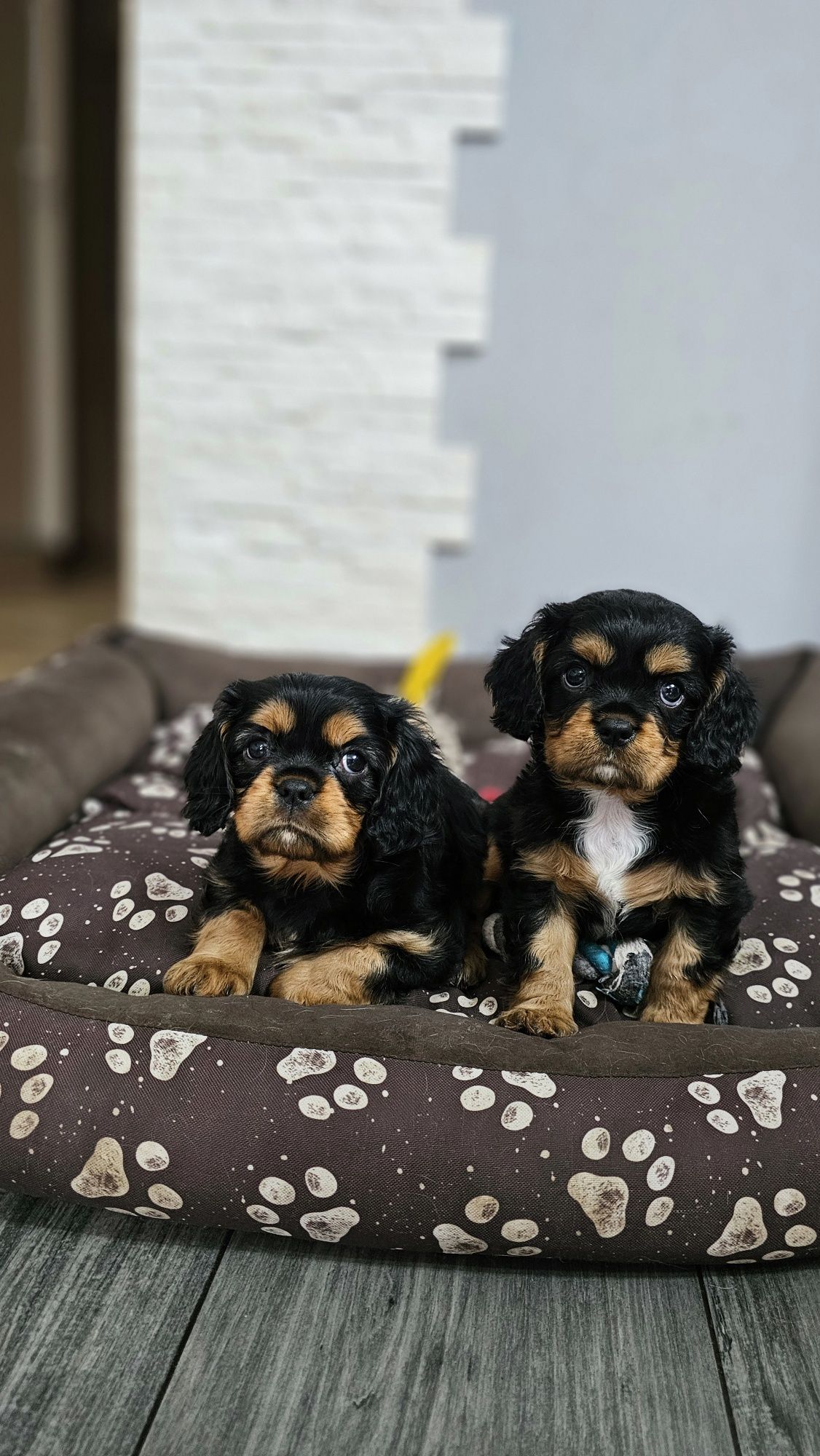 Cavalier King Charles Spaniel Axel