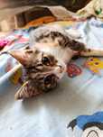 Отдам три котенка