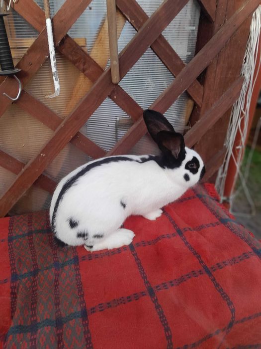 Srokacze niemieckie czarne