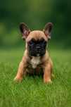 Buldog francuski miot A Amber gotowa do odbioru