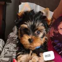 Sunia rasy Yorkshire Terrier