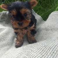 Yorkshire terrier york szczeniaki