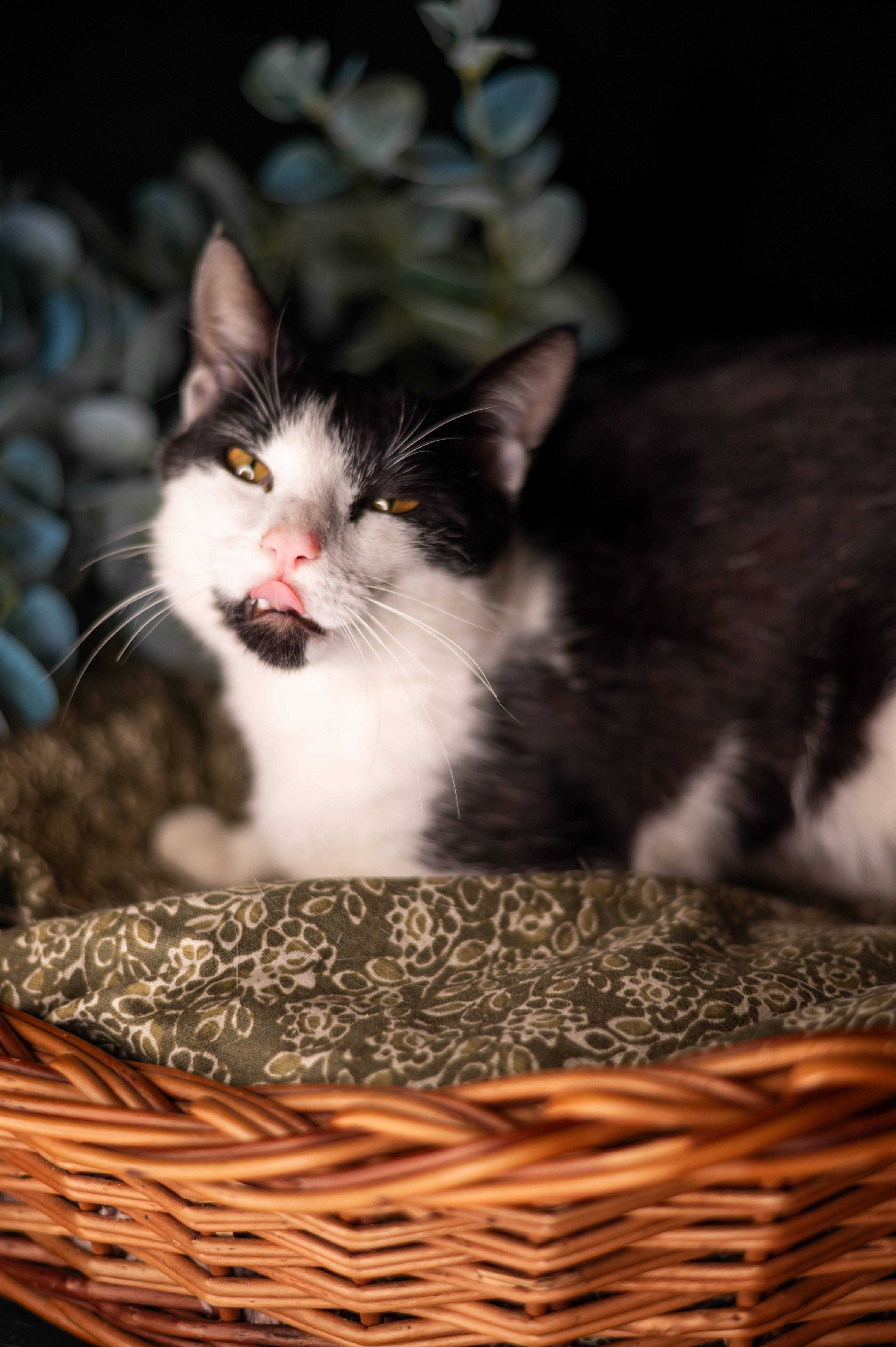 PICASSO kocur do adopcji