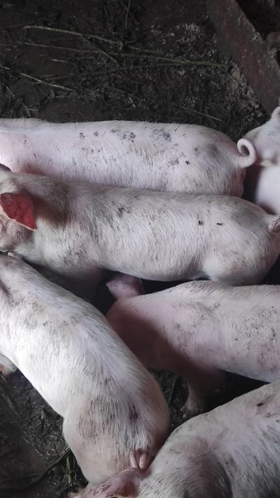 Продажа поросят.