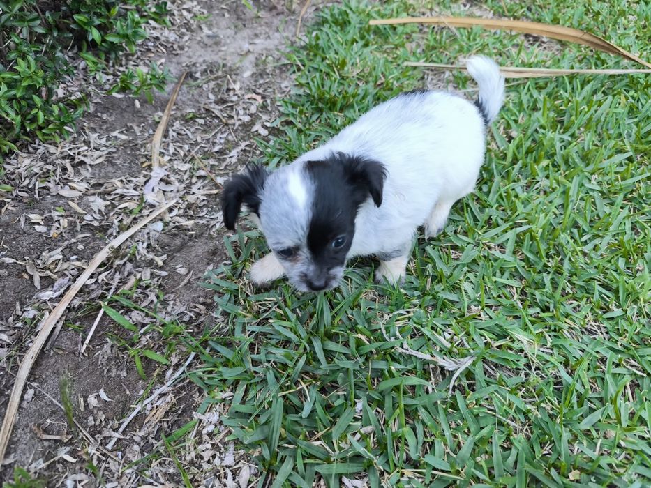 Chihuahua mini fêmea pelo longo disponível para entrega imediata