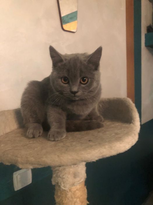 Кошенята шотланці