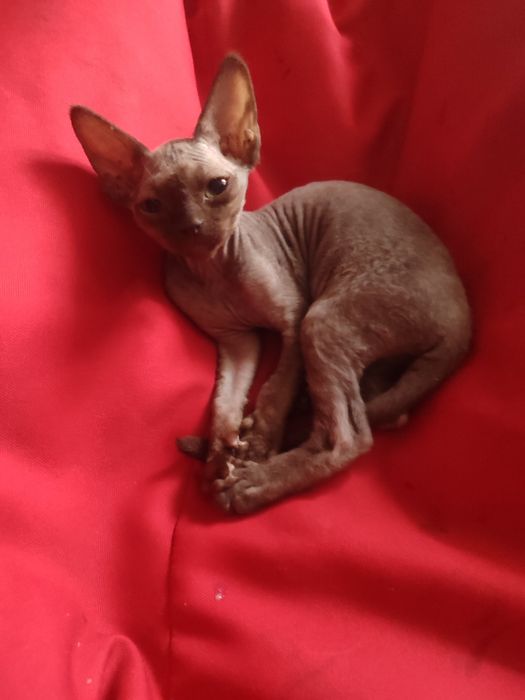 Дівчинка девон рекс