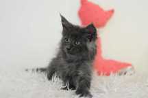 Kotka Maine Coon Niebieska Dymna/Rodowód FPL