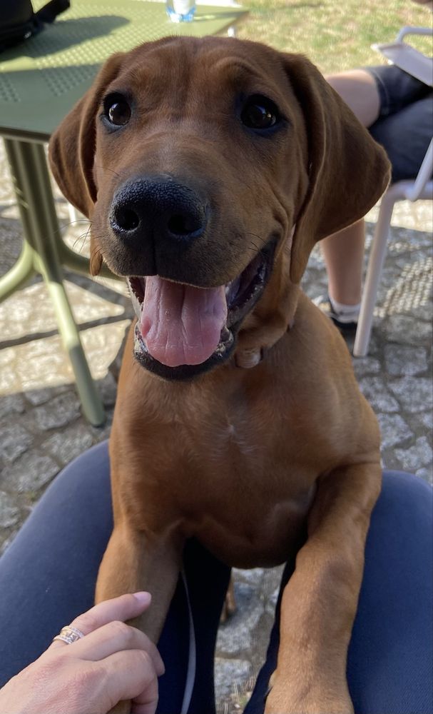 Rhodesian Ridgeback, suczka, gotowa do zmiany domu, ZKwP/FCI