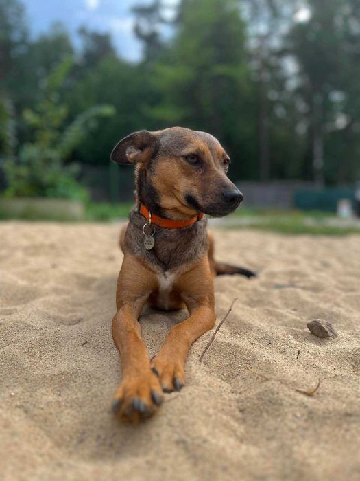 Pies szuka domu Zara łagodna sunia