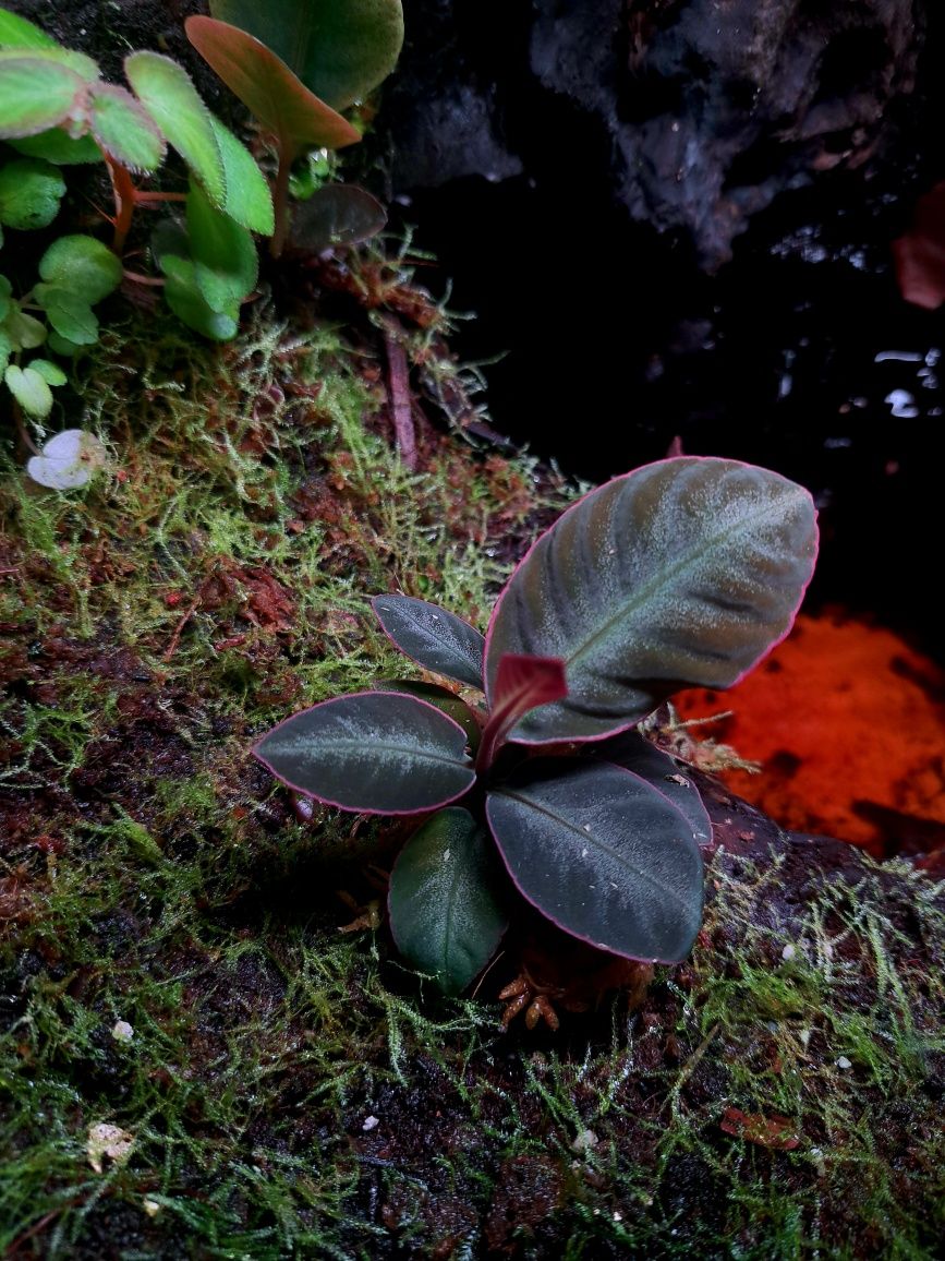 Paludarium Repti Planet 60x45x60