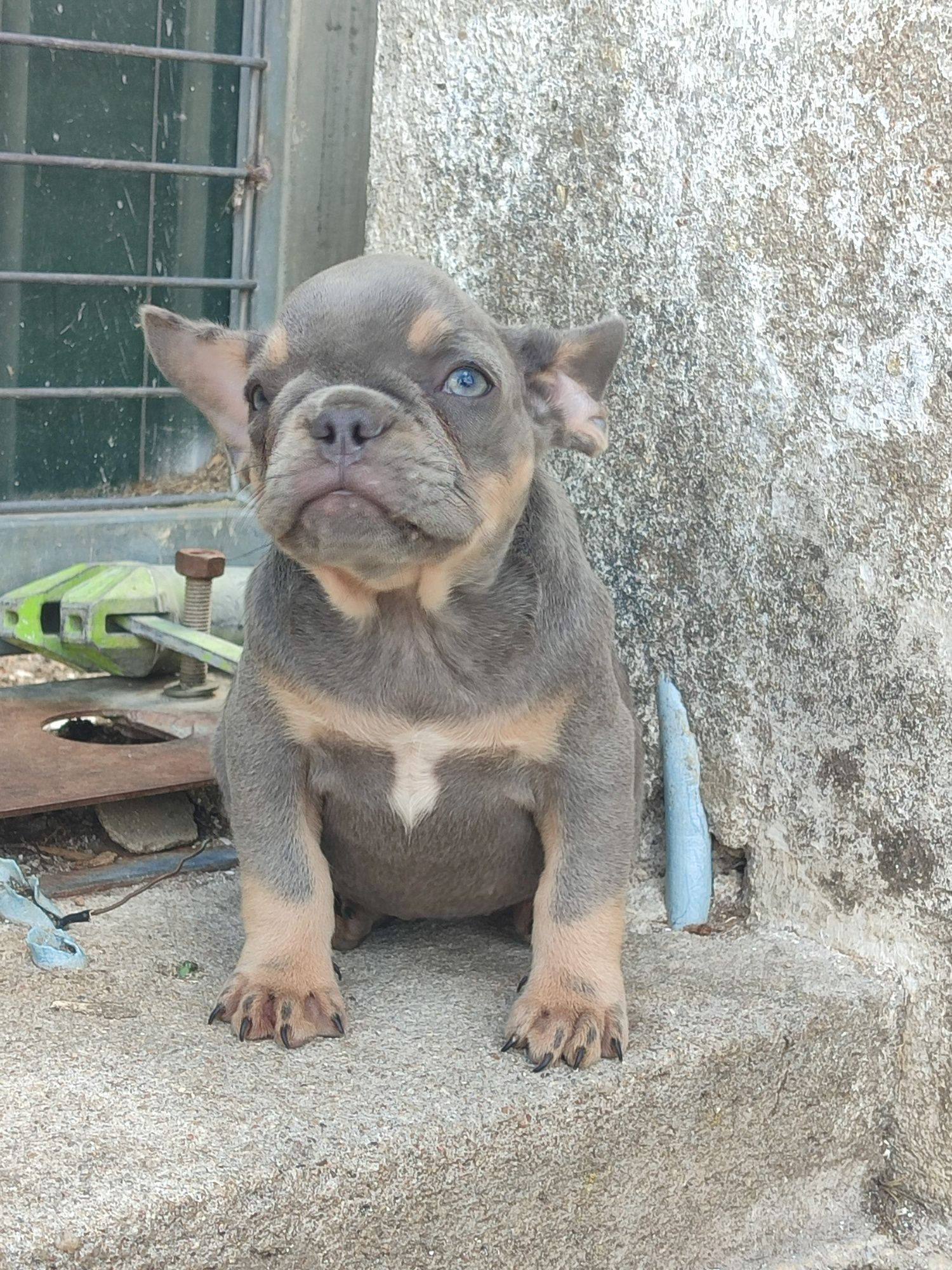 Bulldog francês fêmea
