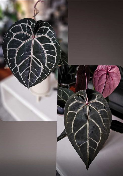 Anthurium Michelle X Michelle x Red Velvet Cake  3 szt