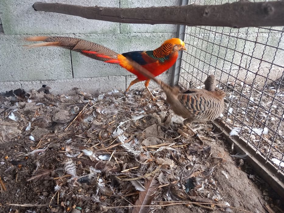 Varias aves disponiveis