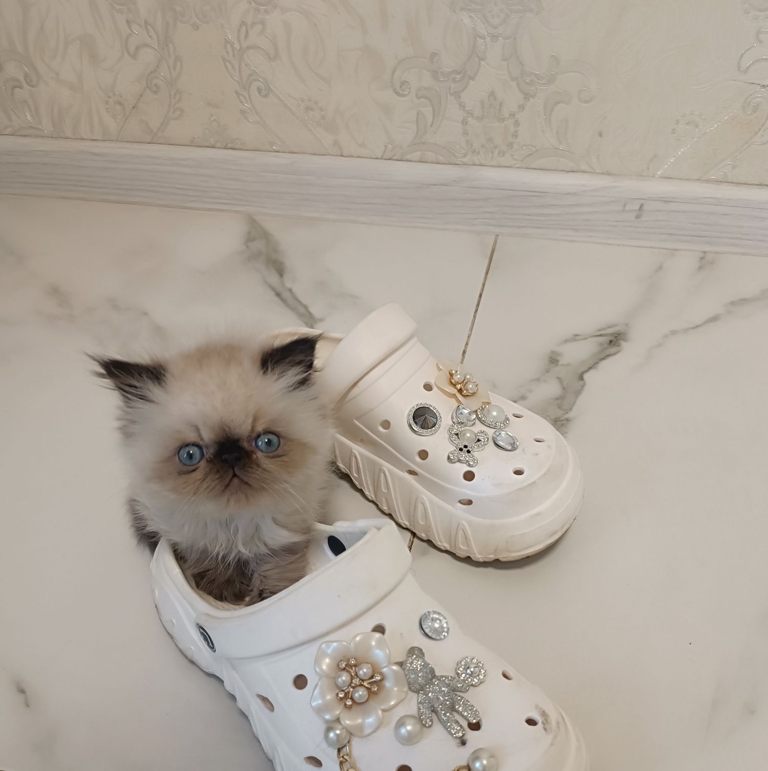 Котята Персидские