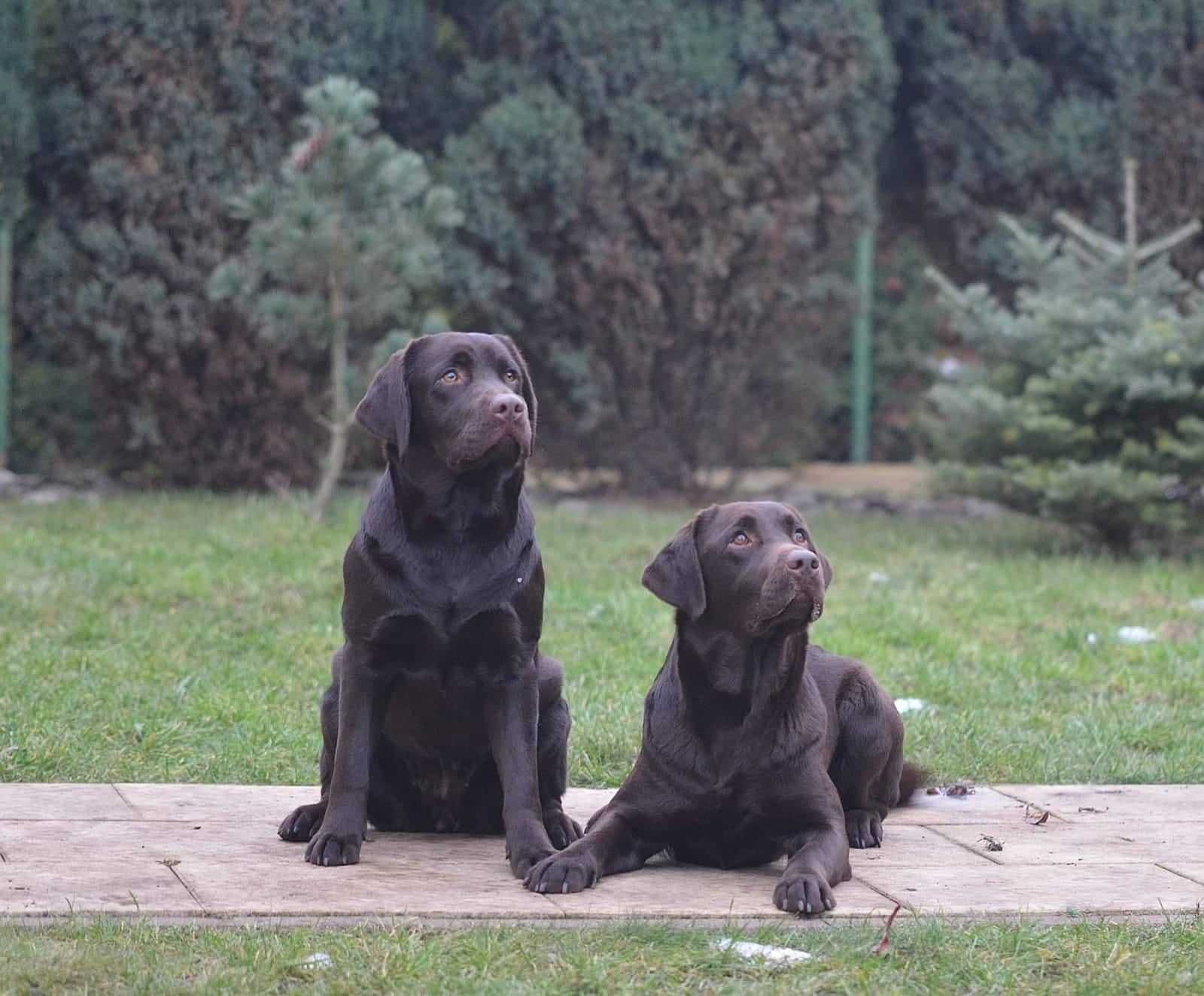 Labrador Retriever Czekoladowy Piesek ZKwP FCI