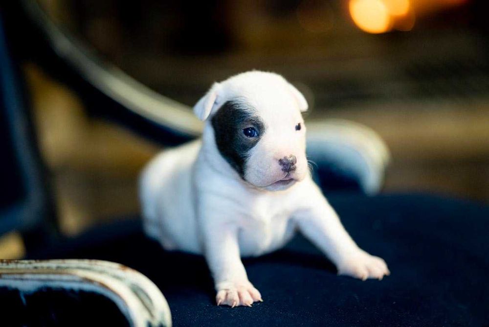 Staffordshire Bull Terrier staffik Suczka