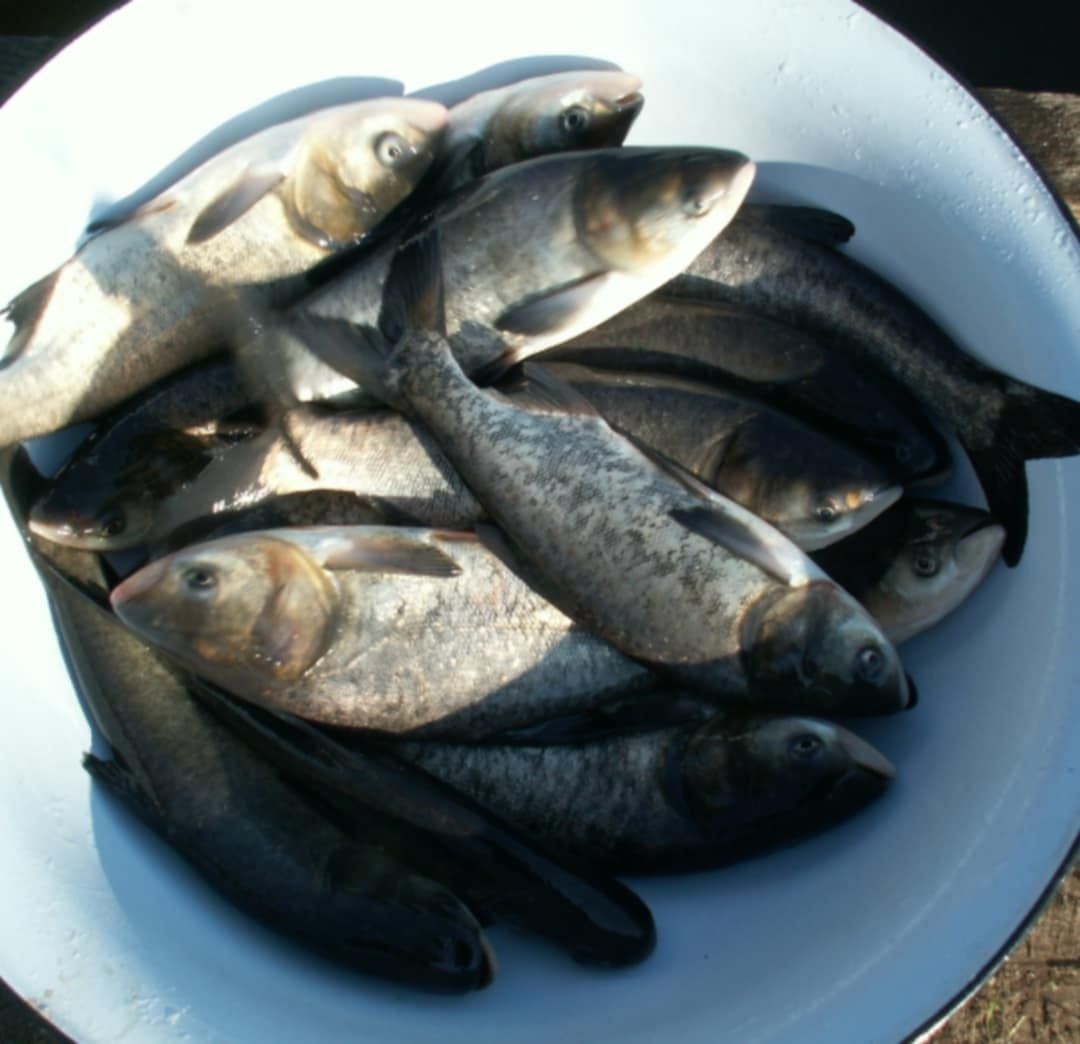 Jesiotr,Amur,Karp,Tołpyga,Lin,Narybek,Ryby do stawu,karaś,karp koi,