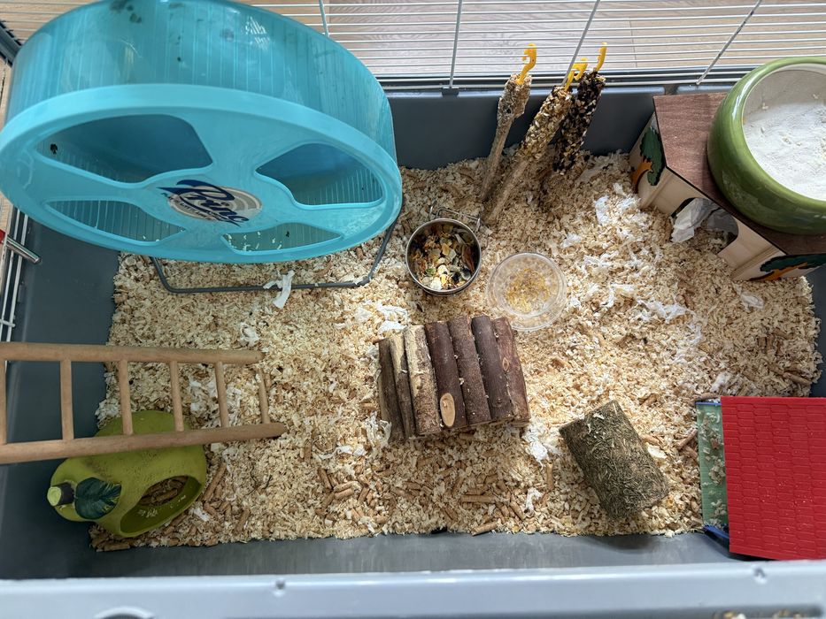 Klatka akcesoria i jedzonko dla chomika syryjskiego