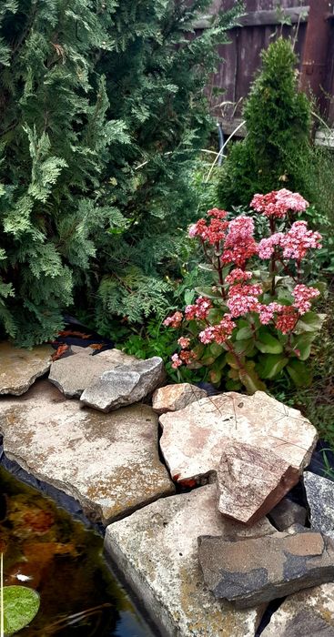 Очиток(седум) Матрона