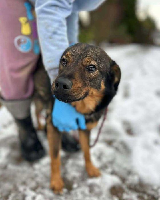 Czy znajdzie się nowy dom dla Brownie