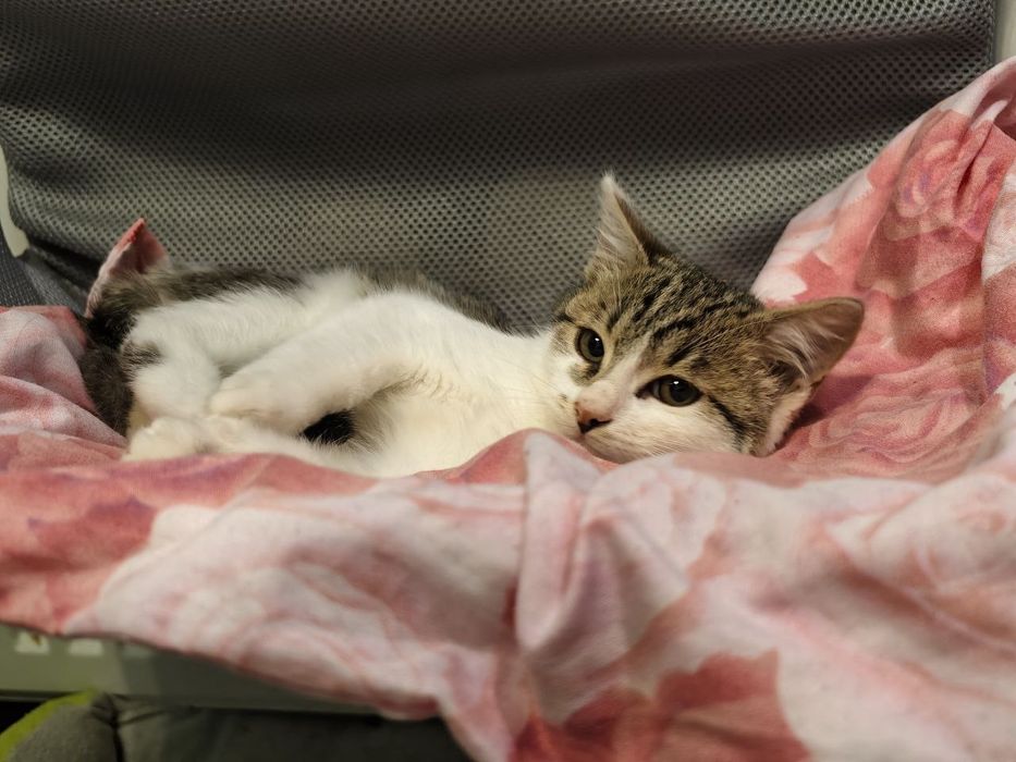 Кішечка, віком 3 місяці передана військовими