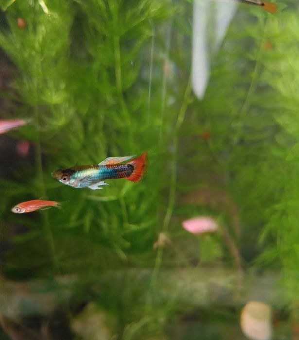 Рыбки гуппи живородящие продам