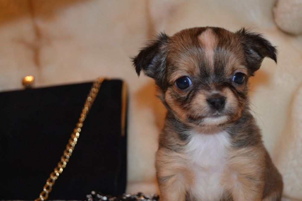 *Породные щенки чихуахуа: питомник