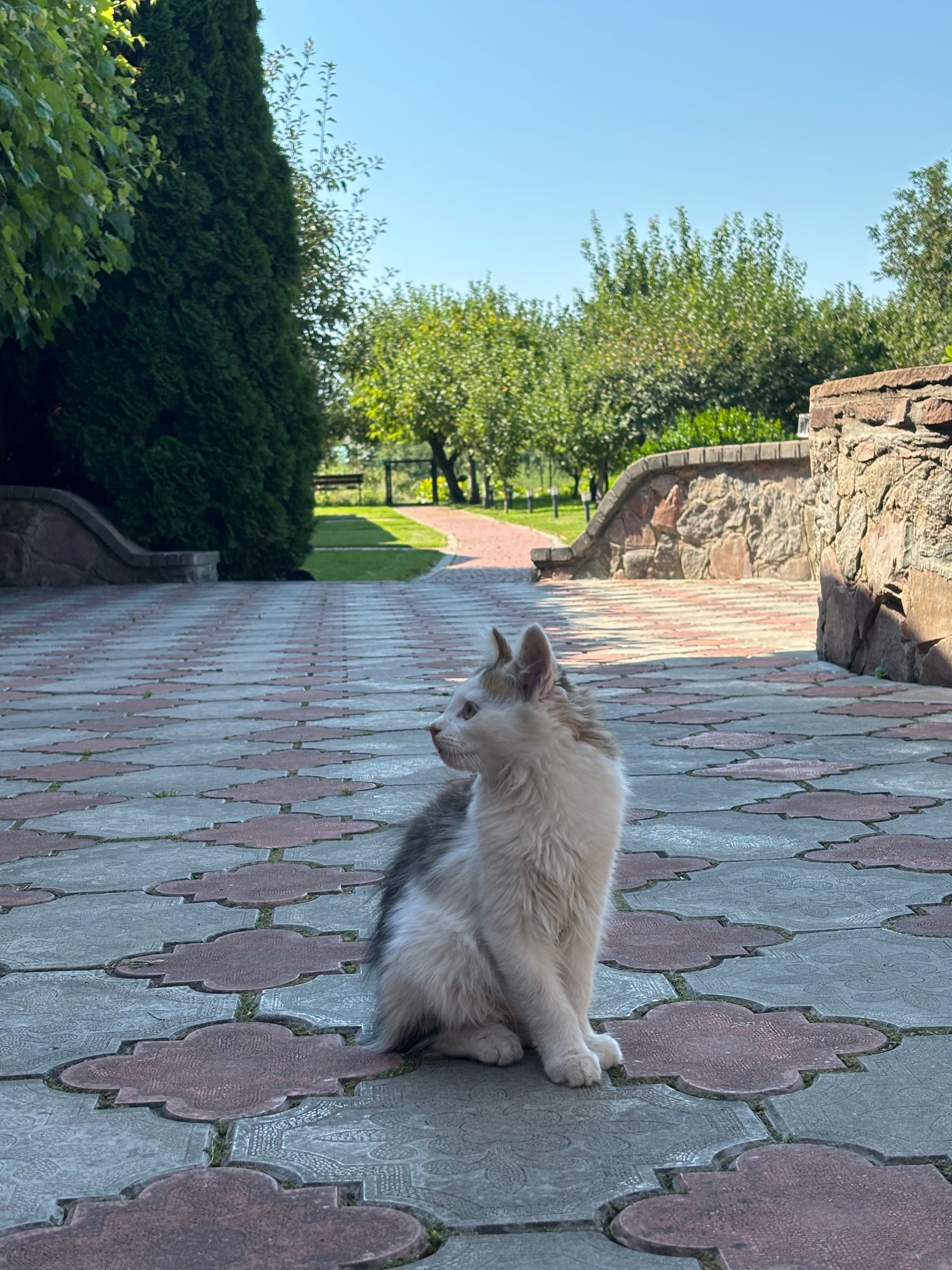 Кошеня Ляля в добрі руки