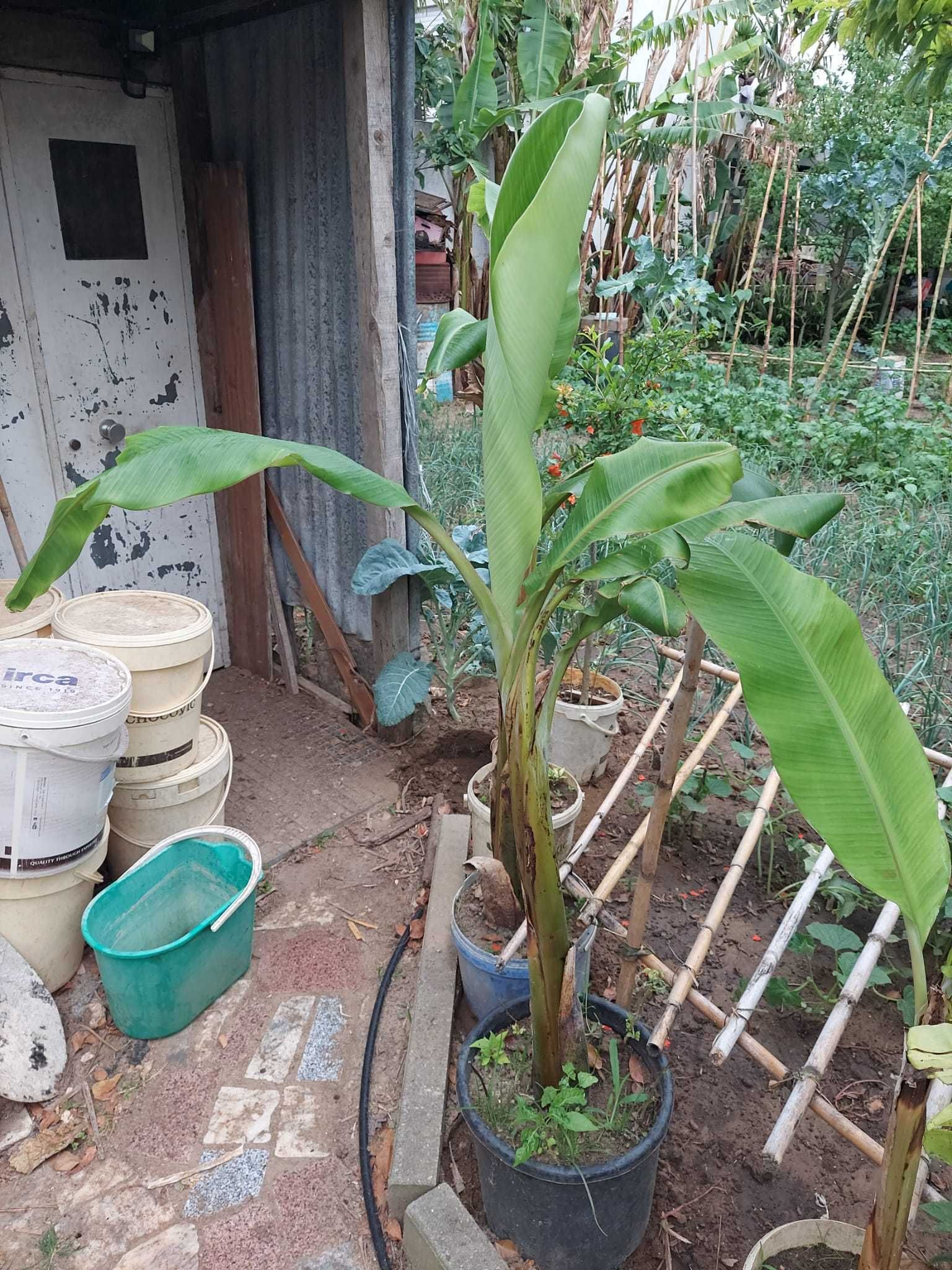 Plantas de bananeiras com vários tamanhos