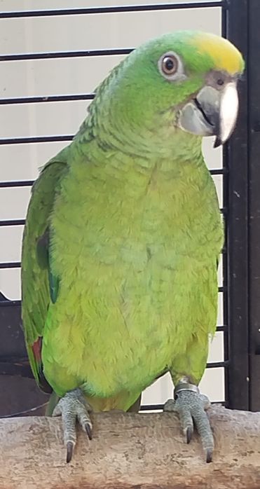 Papagaios amazona auropalliata