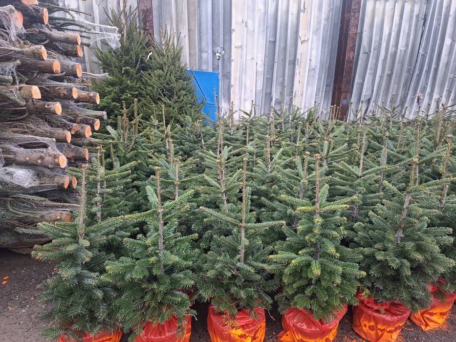 Choinki Jodła Kaukaska hurt