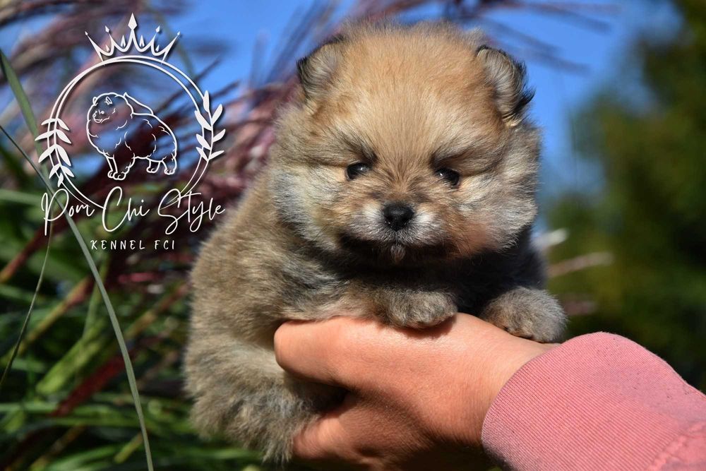 Szpic miniaturowy Pomeranian ZKwP