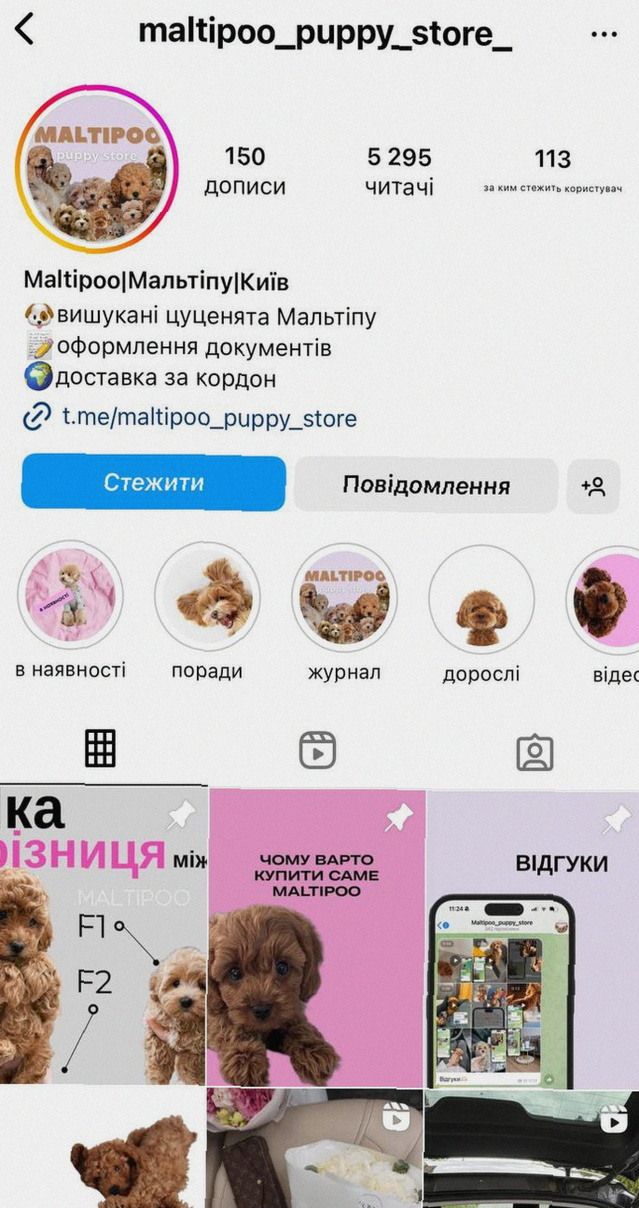 Mальтіпу baby face – крихітка з серцем Ласкава