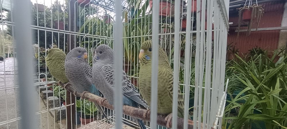 Periquitos black face