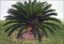 Palmeira Cica - Vários tamanhos