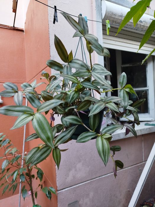 Planta natural trepadeiras Tradescantia