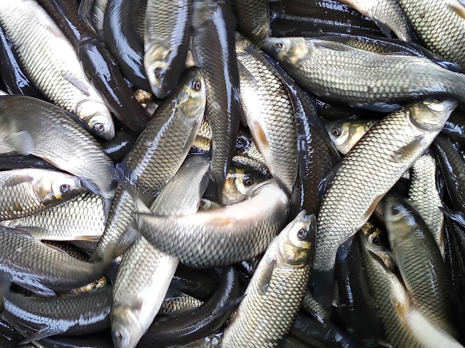 Lin kroczek 6-8 sztuk na kg karp amur szczupak jesiotr