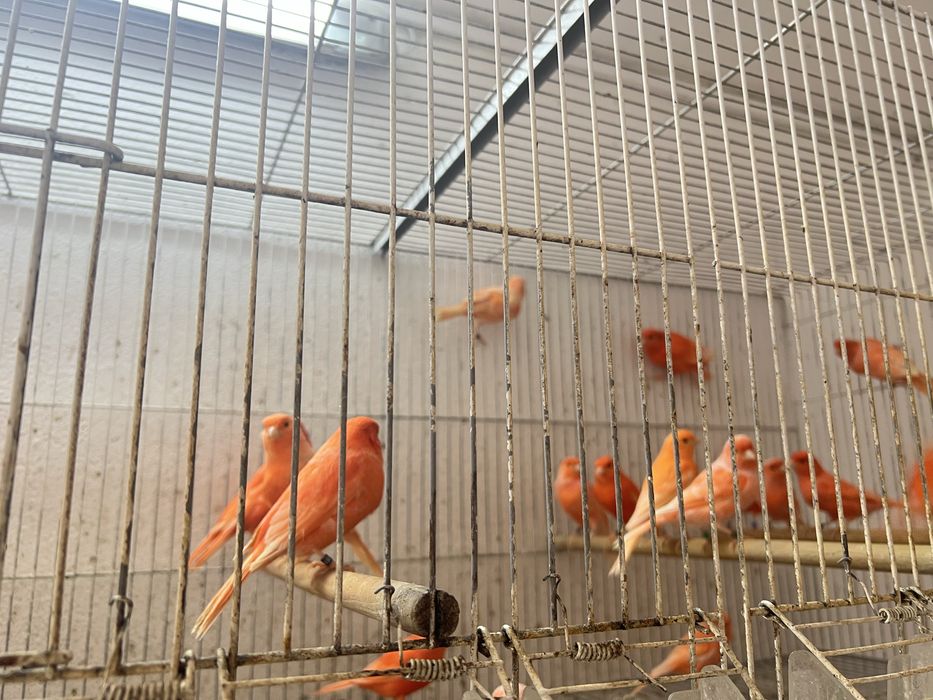 Canários Vermelhos 2025