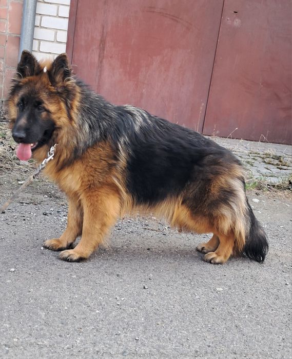 Высокопороднная длинношерстная девочка  8м