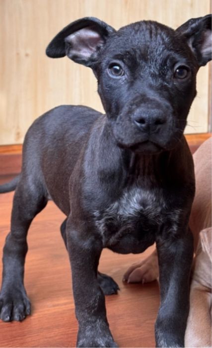 Неймовірнмй окрас . Амстафф хлопчик