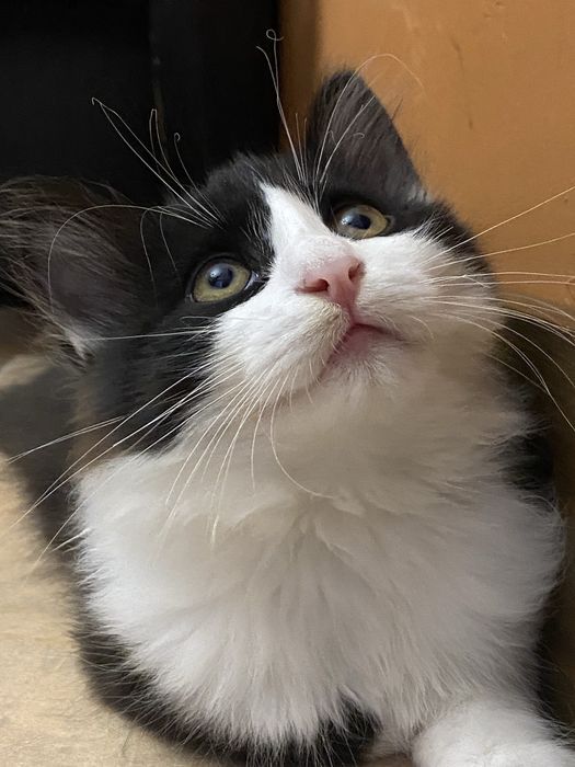 Котик Фелікс три місяці безкоштовно