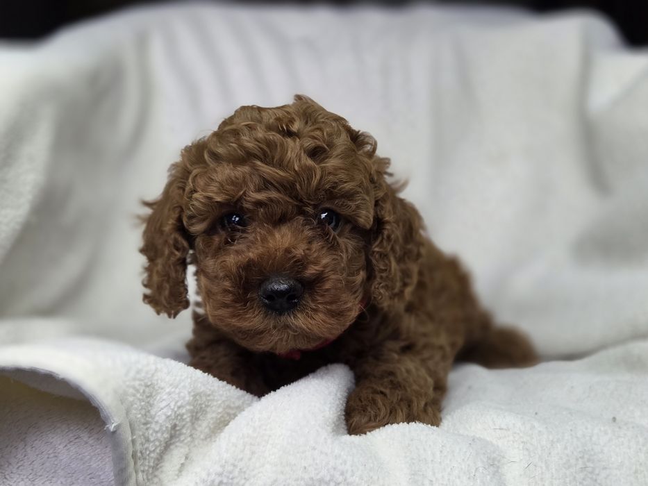 Той пудель супер дівчинка