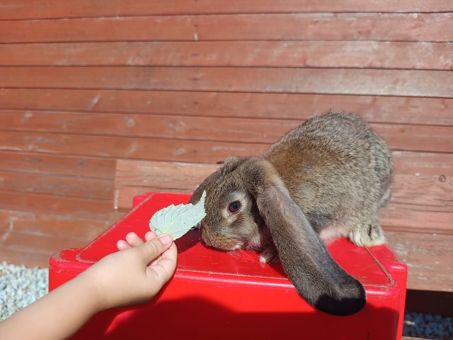 Młode króliki barany francuskie